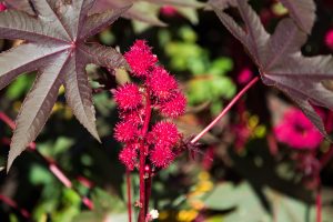 Castor Oil Plant