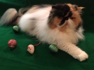 Juliette photo