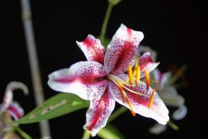 Stargazer Lily