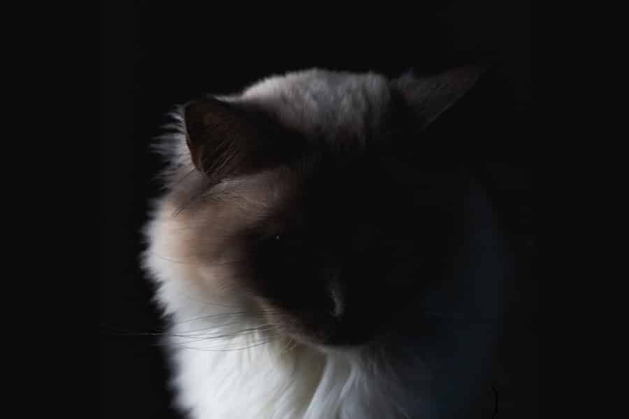 Guest Article in Mystery & Suspense Magazine: Cats in Mysteries, Part II